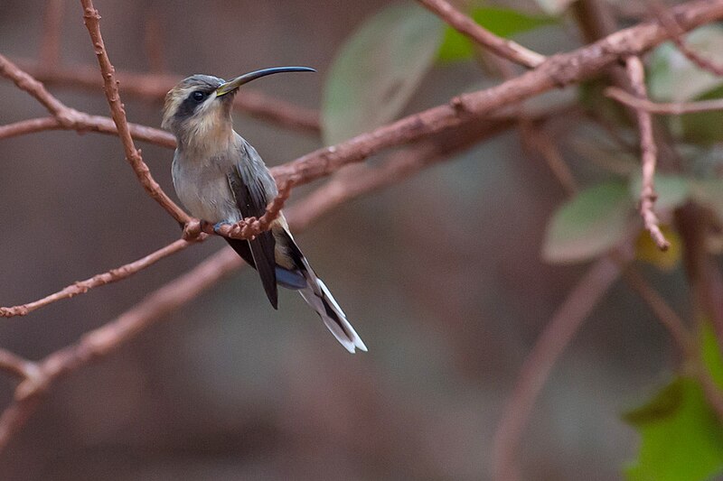 Broad-tipped Hermit (Anopetia gounellei) photo