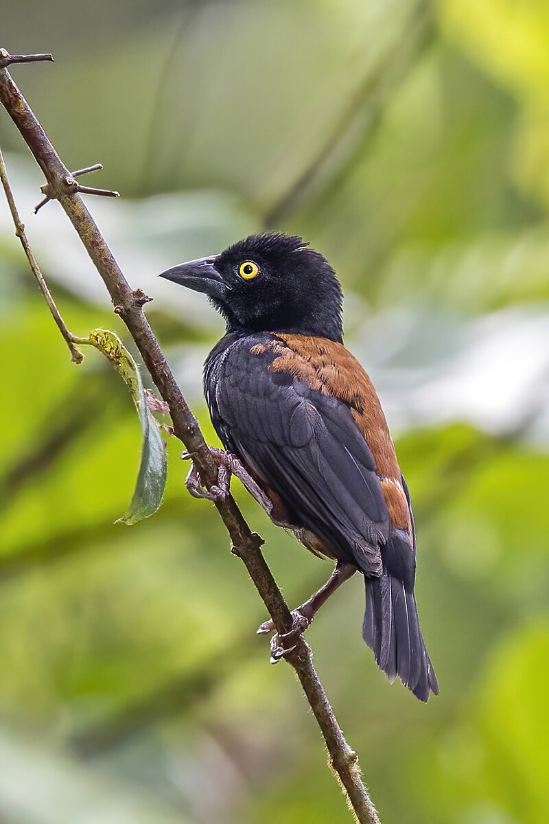 Chestnut-and-black Weaver (Ploceus castaneofuscus) photo