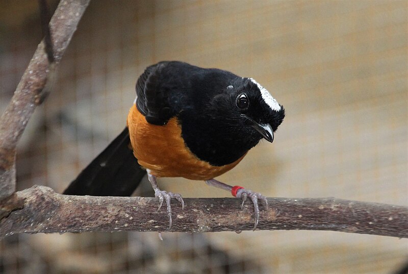 Maratua Shama (Copsychus barbouri) photo