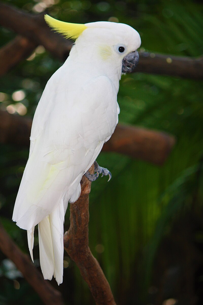 Yellow-crested Cockatoo (Cacatua sulphurea) photo