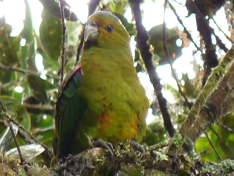 Indigo-winged Parrot (Hapalopsittaca fuertesi) photo