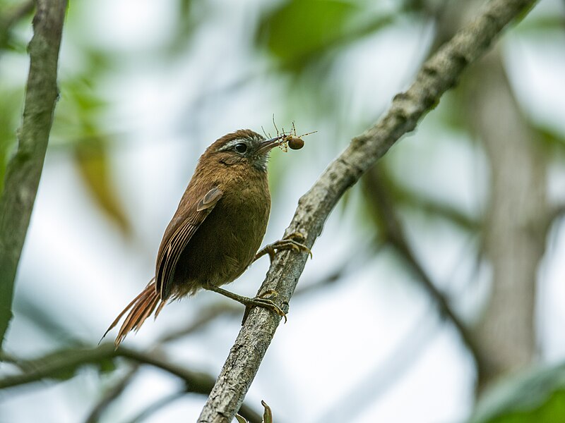 White-browed Spinetail (Hellmayrea gularis) photo