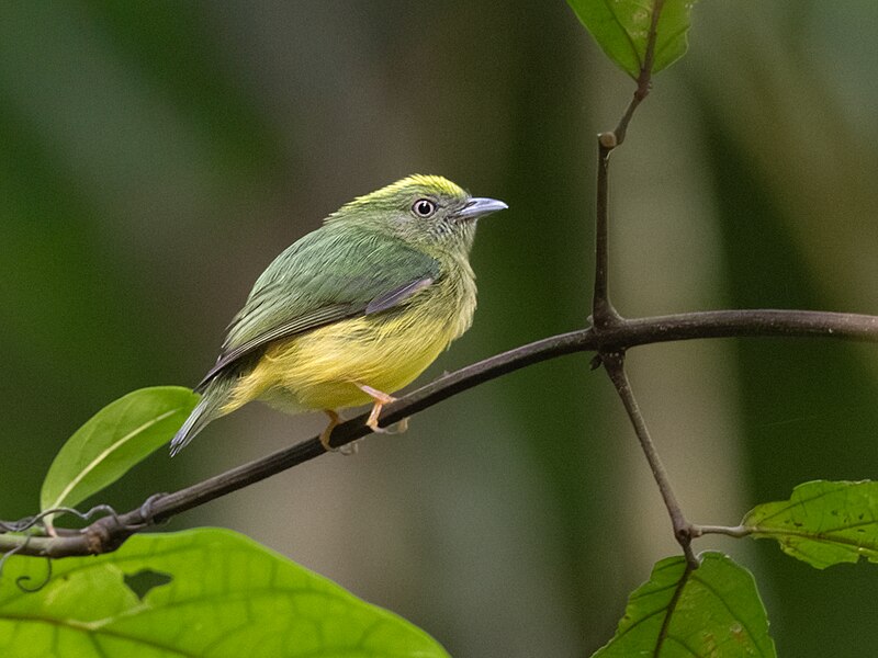 Golden-crowned Manakin (Lepidothrix vilasboasi) photo