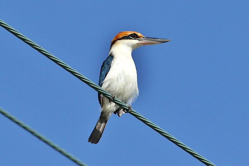 Palau Kingfisher (Todiramphus pelewensis) photo