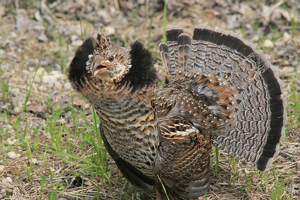 Ruffed Grouse (Bonasa umbellus)