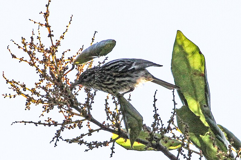 Arrowhead Warbler (Setophaga pharetra) photo