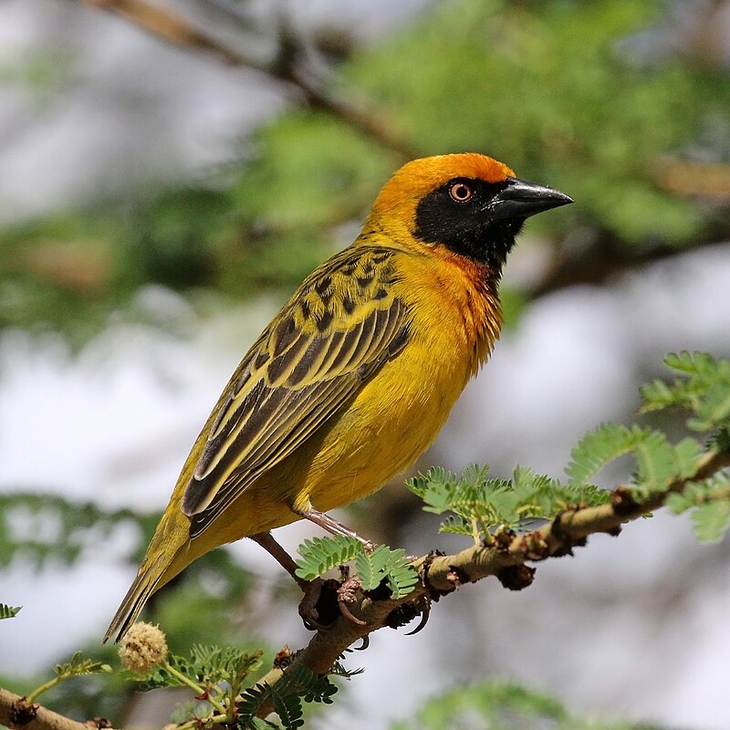 Speke's Weaver (Ploceus spekei) photo
