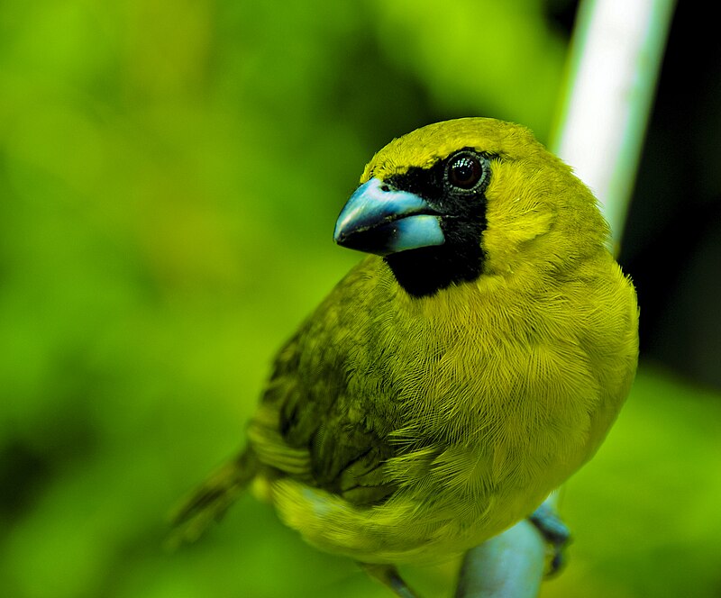 Yellow-green Grosbeak (Caryothraustes canadensis) photo