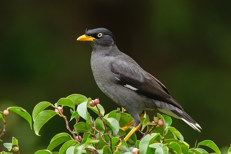 Javan Myna (Acridotheres javanicus) photo