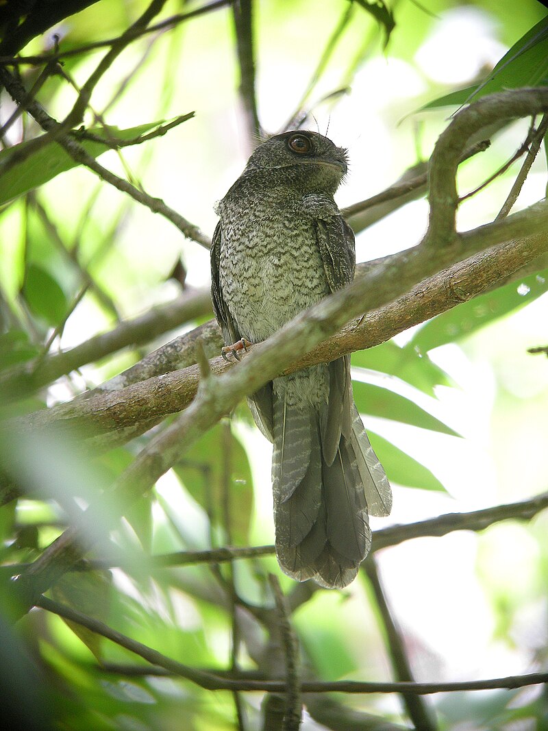 Barred Owlet-nightjar (Aegotheles bennettii) photo