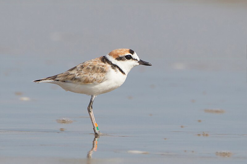Malaysian Plover (Anarhynchus peronii) photo