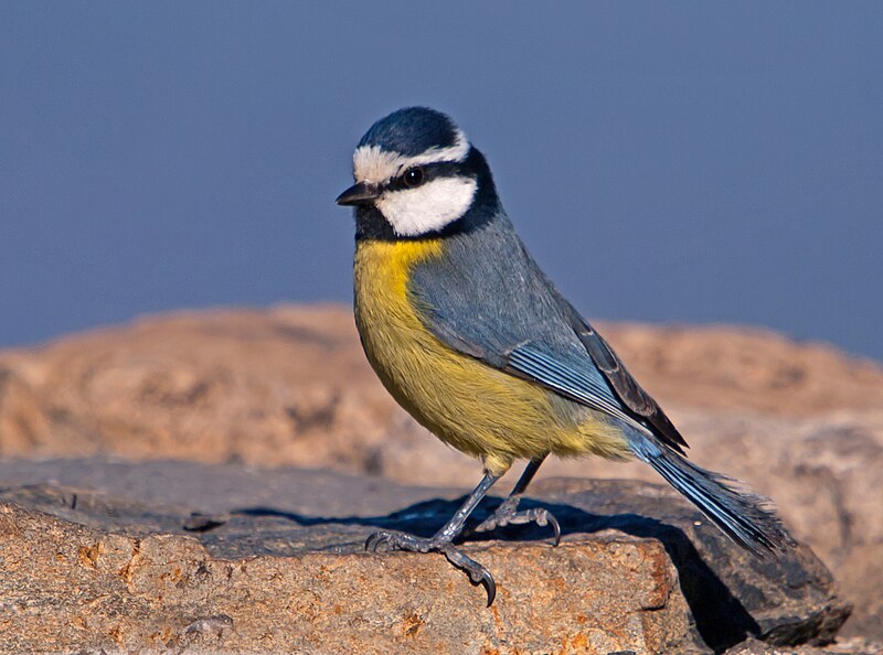 African Blue Tit (Cyanistes teneriffae) photo