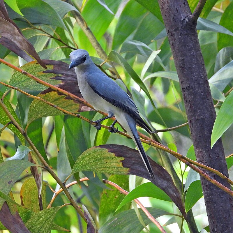 Pale Cicadabird (Edolisoma ceramense) photo