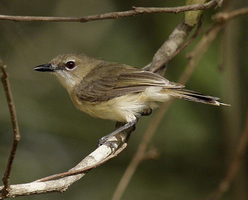 Large-billed Gerygone (Gerygone magnirostris) photo