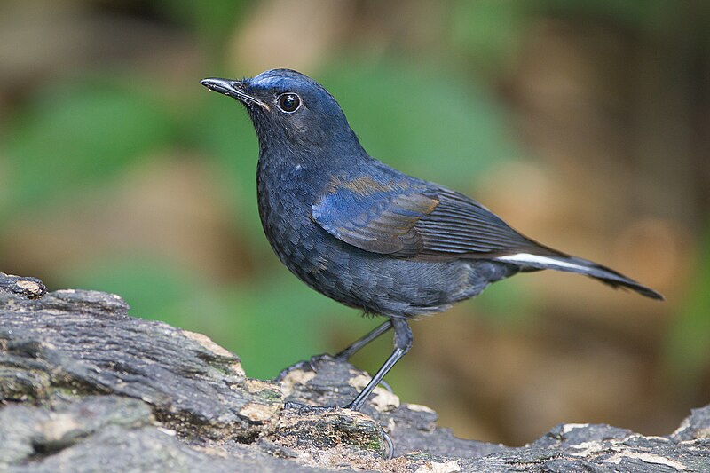 White-tailed Robin (Myiomela leucura) photo