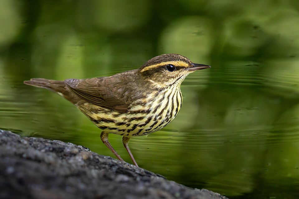 Northern Waterthrush (Parkesia noveboracensis)