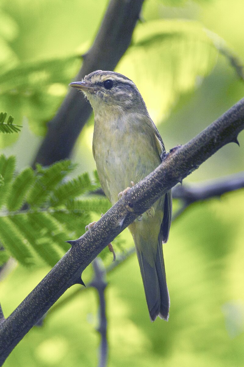 Radde's Warbler (Phylloscopus schwarzi) photo