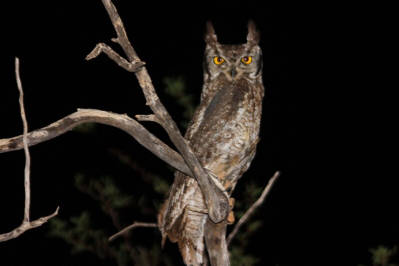 Spotted Eagle-Owl (Bubo africanus) photo