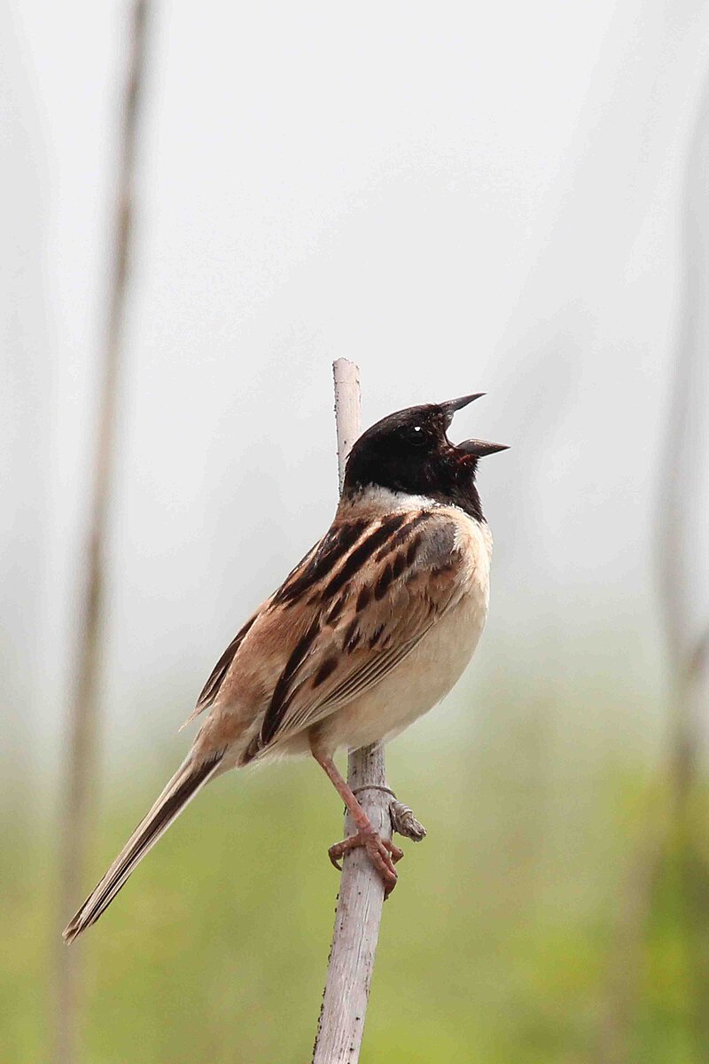 Ochre-rumped Bunting (Emberiza yessoensis) photo