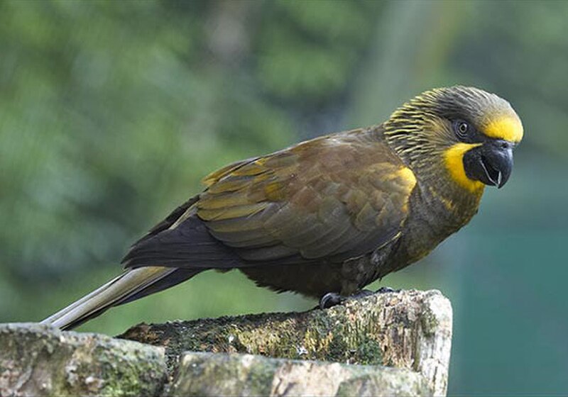 Brown Lory (Chalcopsitta duivenbodei) photo