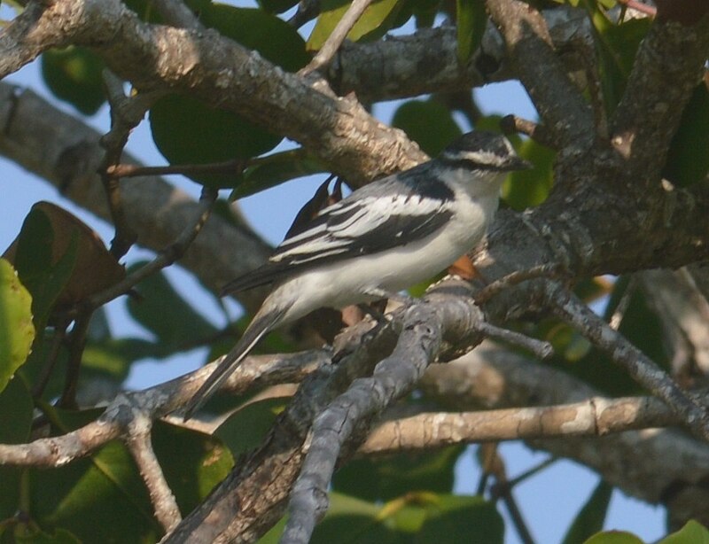White-rumped Triller (Lalage leucopygialis) photo