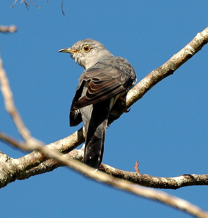Oriental Cuckoo (Cuculus optatus) photo