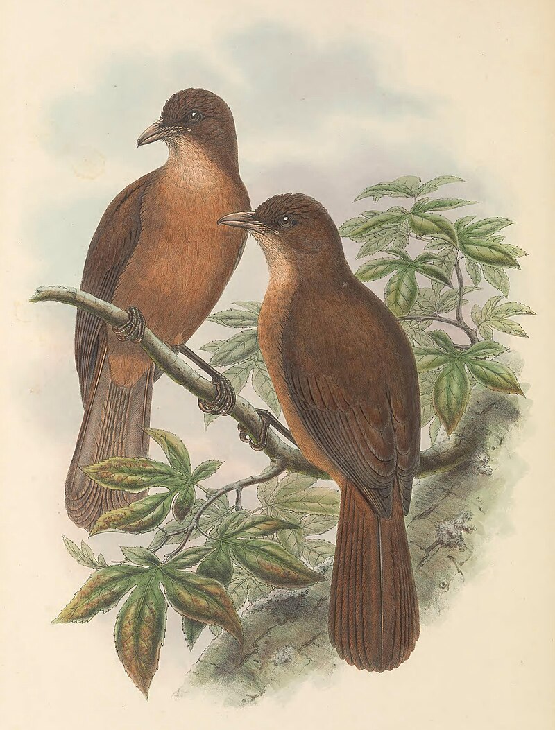 Rusty Pitohui (Pseudorectes ferrugineus) photo