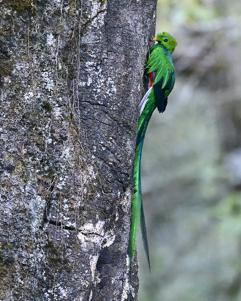 Resplendent Quetzal (Pharomachrus mocinno) photo
