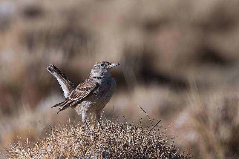 Tibetan Lark (Melanocorypha maxima) photo