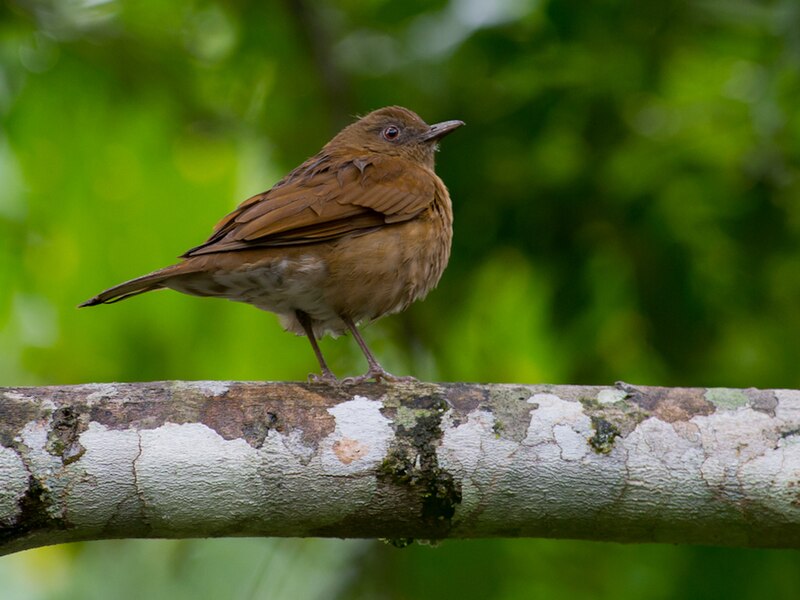 Hauxwell's Thrush (Turdus hauxwelli) photo