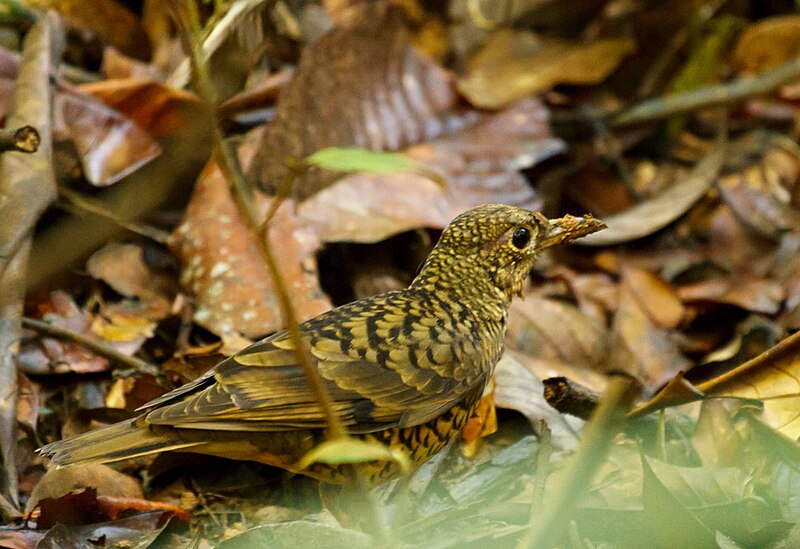 Sri Lanka Thrush (Zoothera imbricata) photo