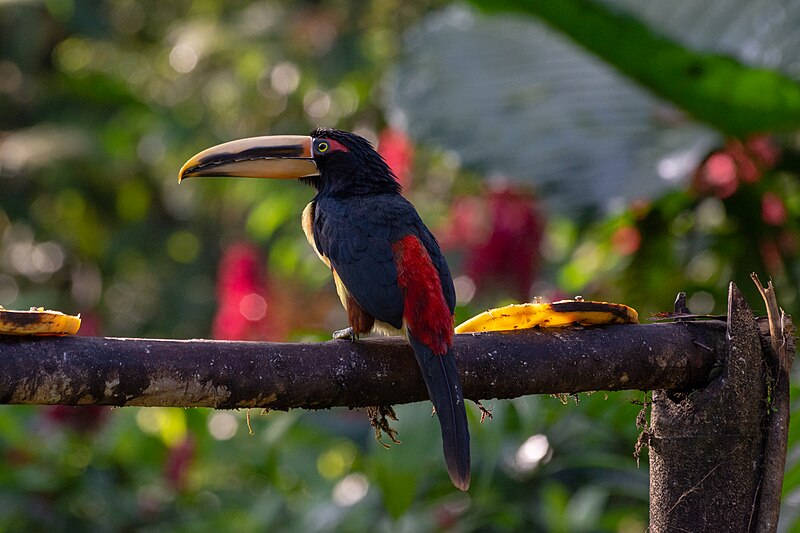 Pale-mandibled Aracari (Pteroglossus erythropygius) photo