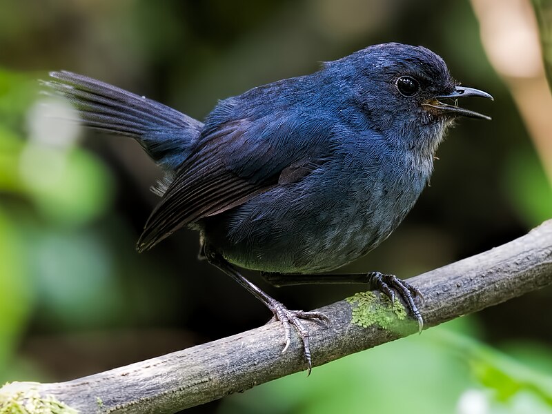 Javan Shortwing (Brachypteryx montana) photo