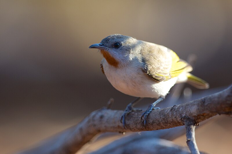Rufous-throated Honeyeater (Conopophila rufogularis) photo