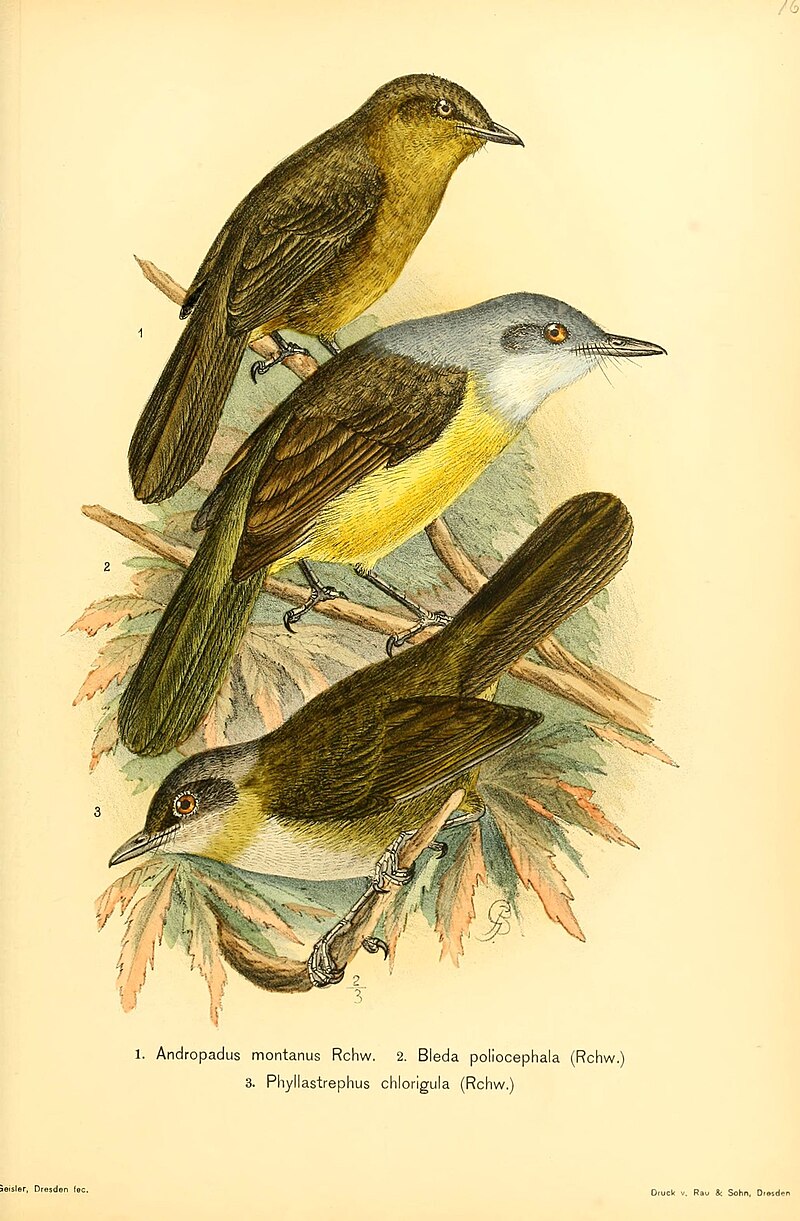 Cameroon Mountain Greenbul (Arizelocichla montana) photo
