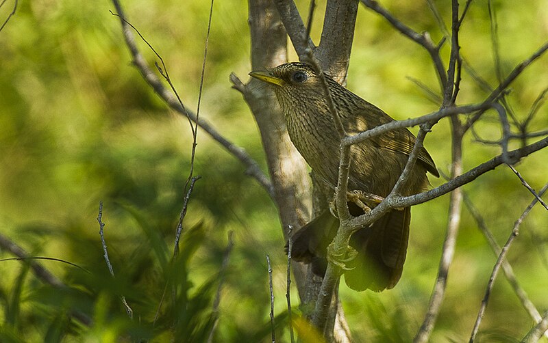 Taiwan Hwamei (Garrulax taewanus) photo