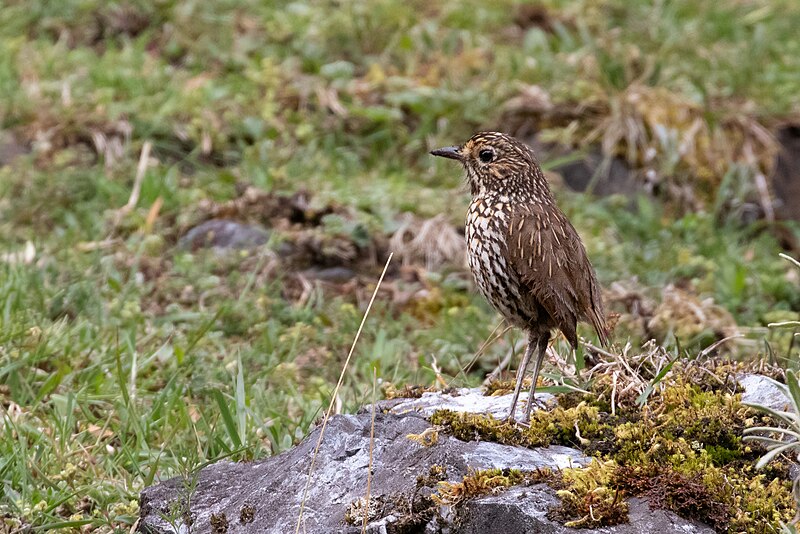 Stripe-headed Antpitta (Grallaria andicolus) photo