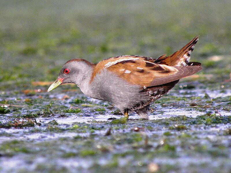 Little Crake (Zapornia parva) photo