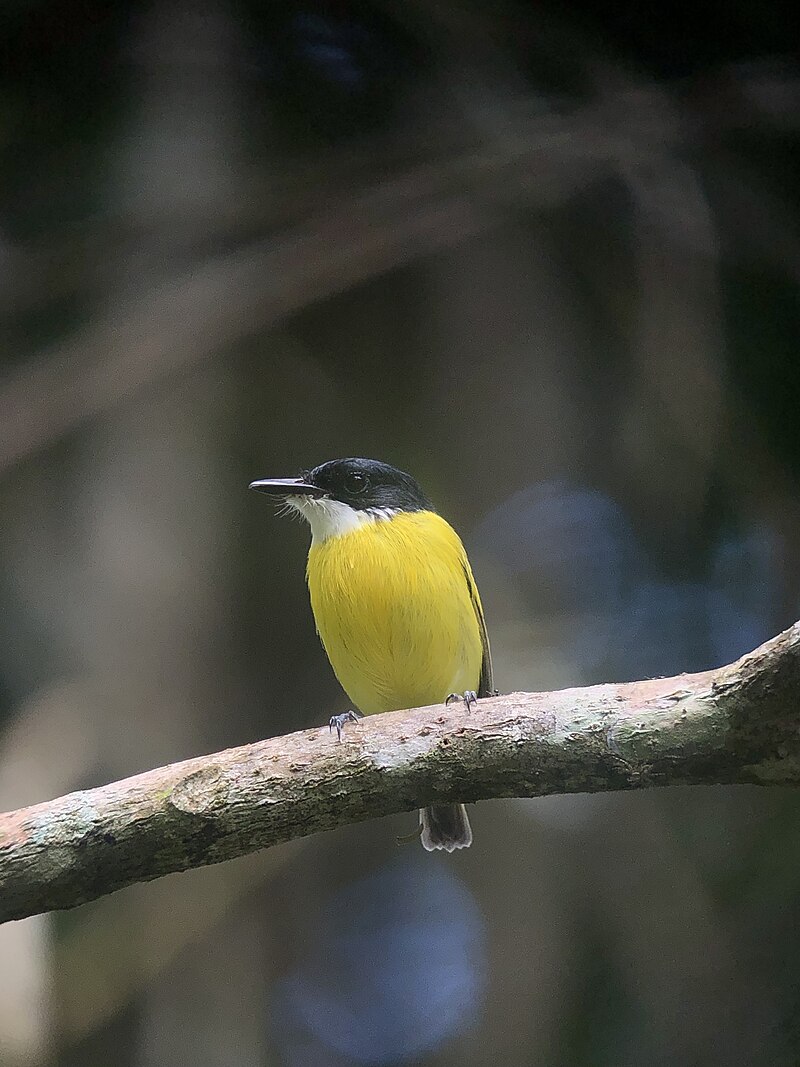 Black-headed Tody-Flycatcher (Todirostrum nigriceps) photo