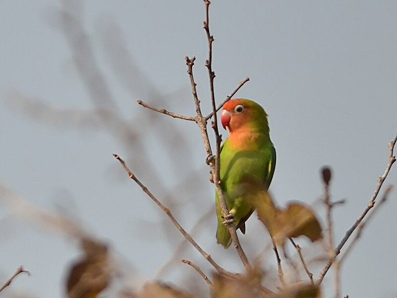 Lilian's Lovebird (Agapornis lilianae) photo