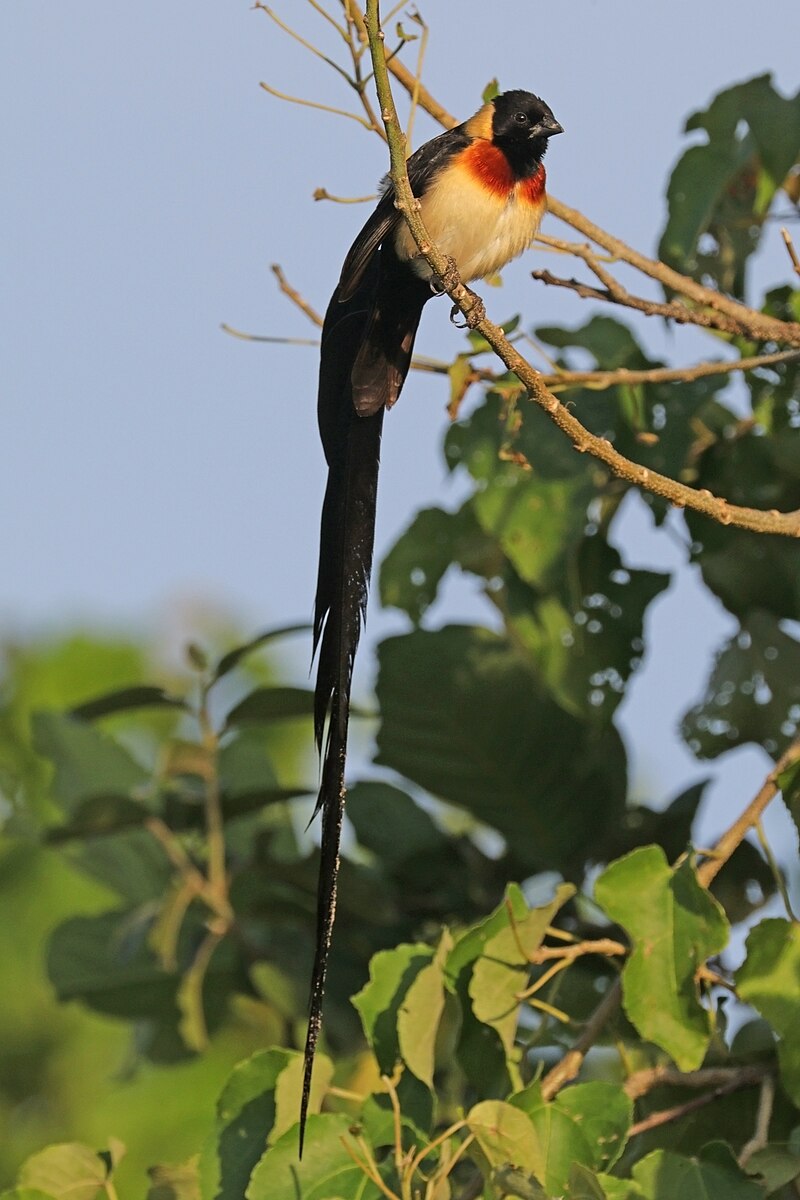 Eastern Paradise-Whydah (Vidua paradisaea) photo