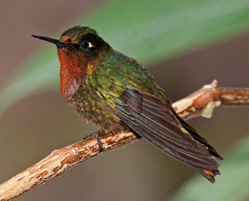 Orange-throated Sunangel (Heliangelus mavors) photo