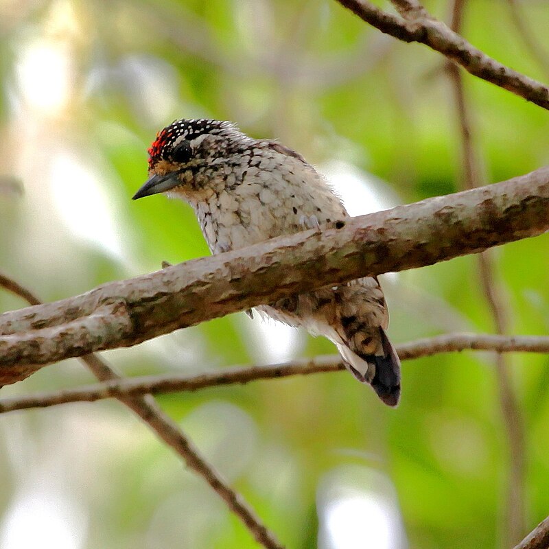 White-wedged Piculet (Picumnus albosquamatus) photo