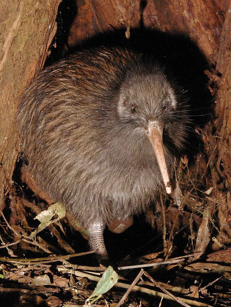 North Island Brown Kiwi (Apteryx mantelli) photo
