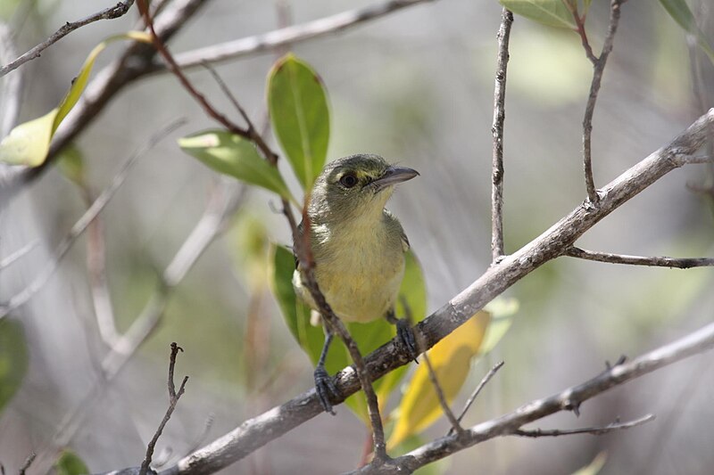 Mangrove Vireo (Vireo pallens) photo