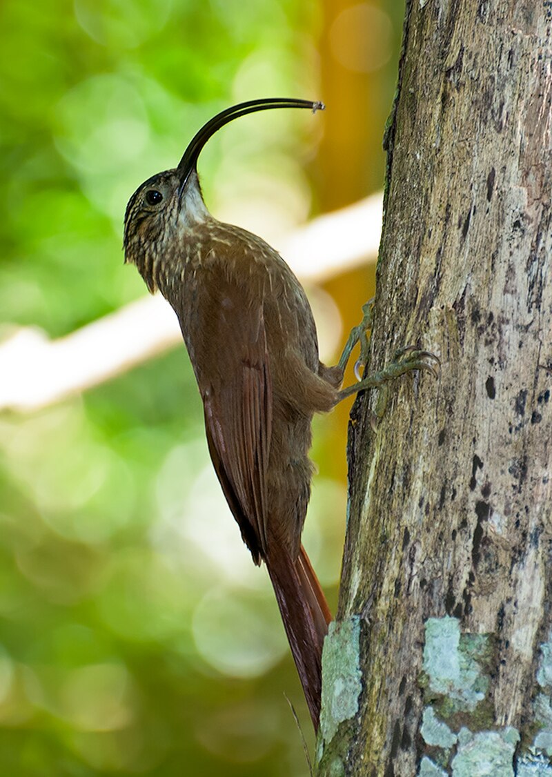 Black-billed Scythebill (Campylorhamphus falcularius) photo