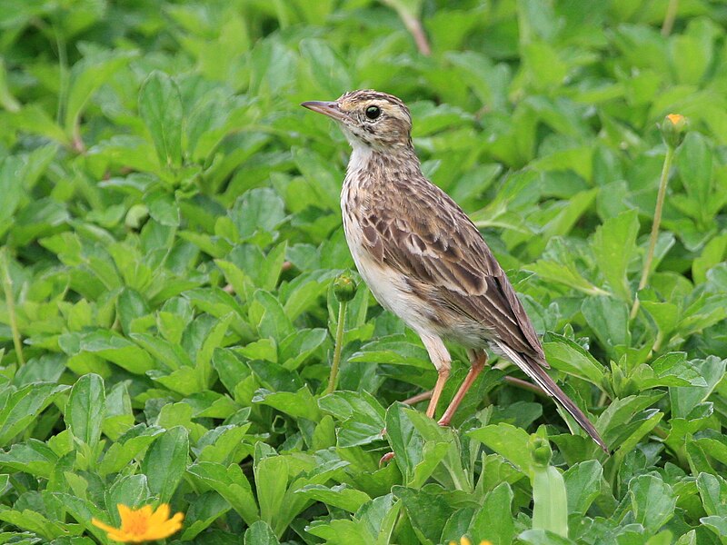 Australian Pipit (Anthus australis) photo