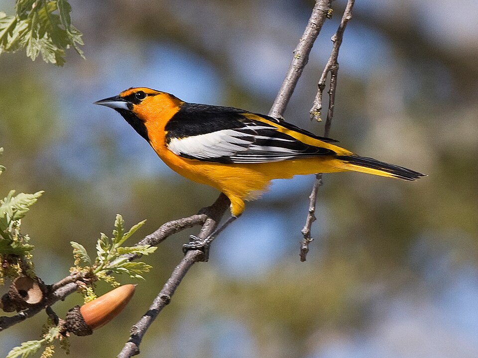 Bullock's Oriole (Icterus bullockii)