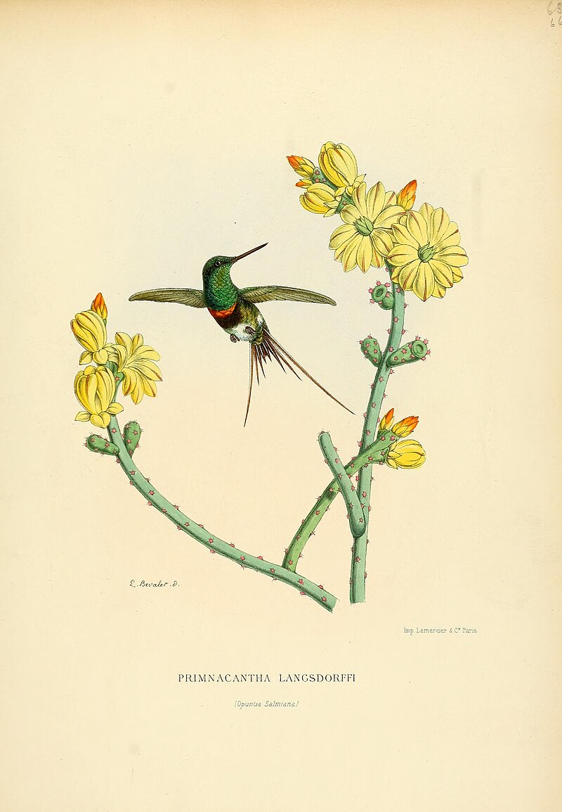Black-bellied Thorntail (Discosura langsdorffi) photo