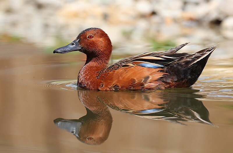 Cinnamon Teal (Spatula cyanoptera) photo